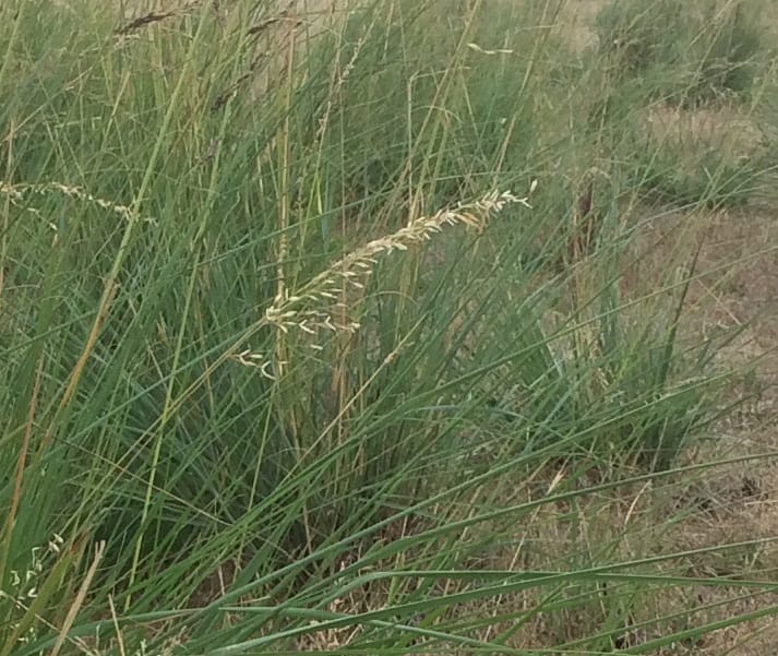 Locals urged to report invasive weed sightings post image