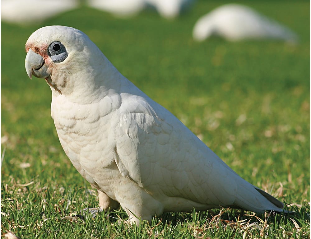 Mid Murray Council makes an assistance plea for local Corella control post image
