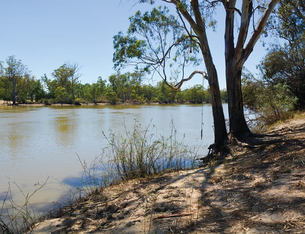 Loxton river front’s red gums under threat post image