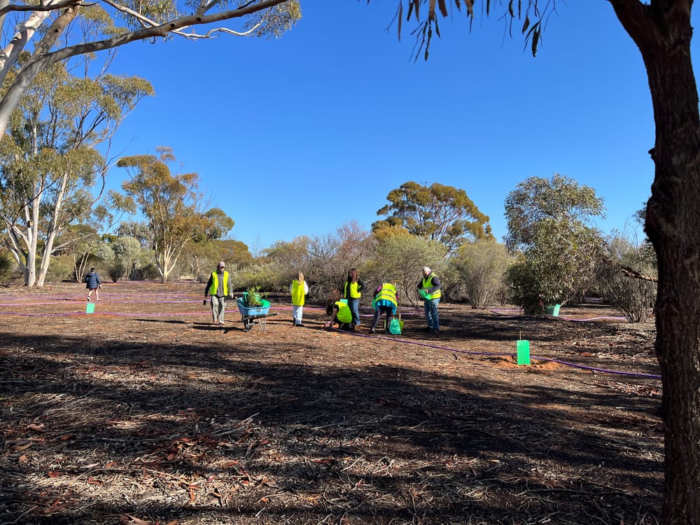 Loxton’s planting community spirit post image