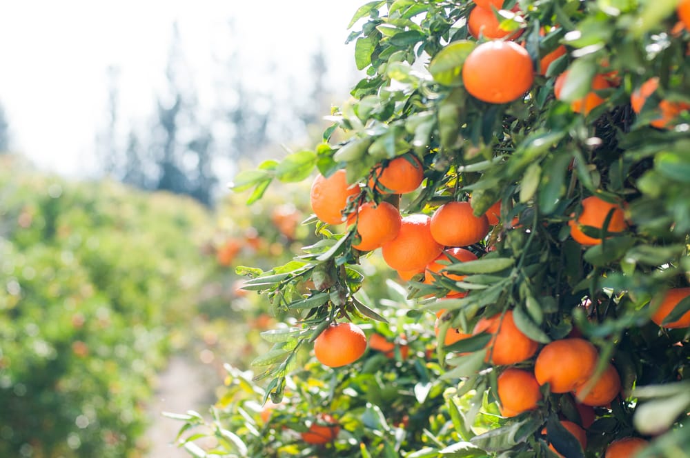 Citrus industry questions new levy post image
