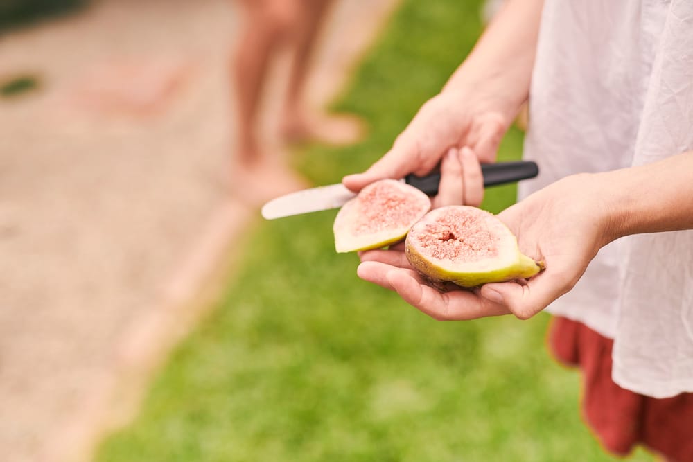 PIRSA reminds travellers of fruit restrictions post image