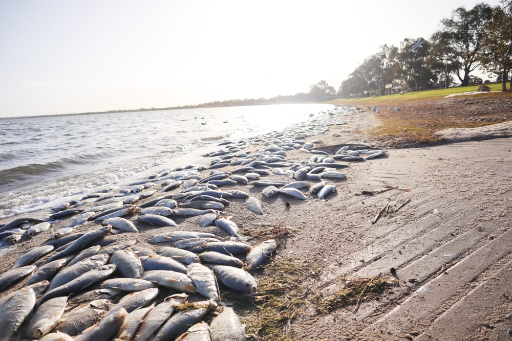 Barmera fish fight post image