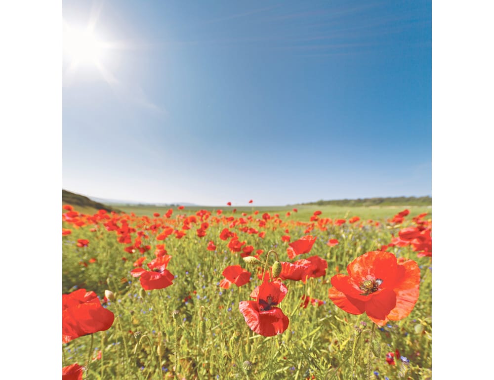 Loxton RSL to continue its ANZAC service post image