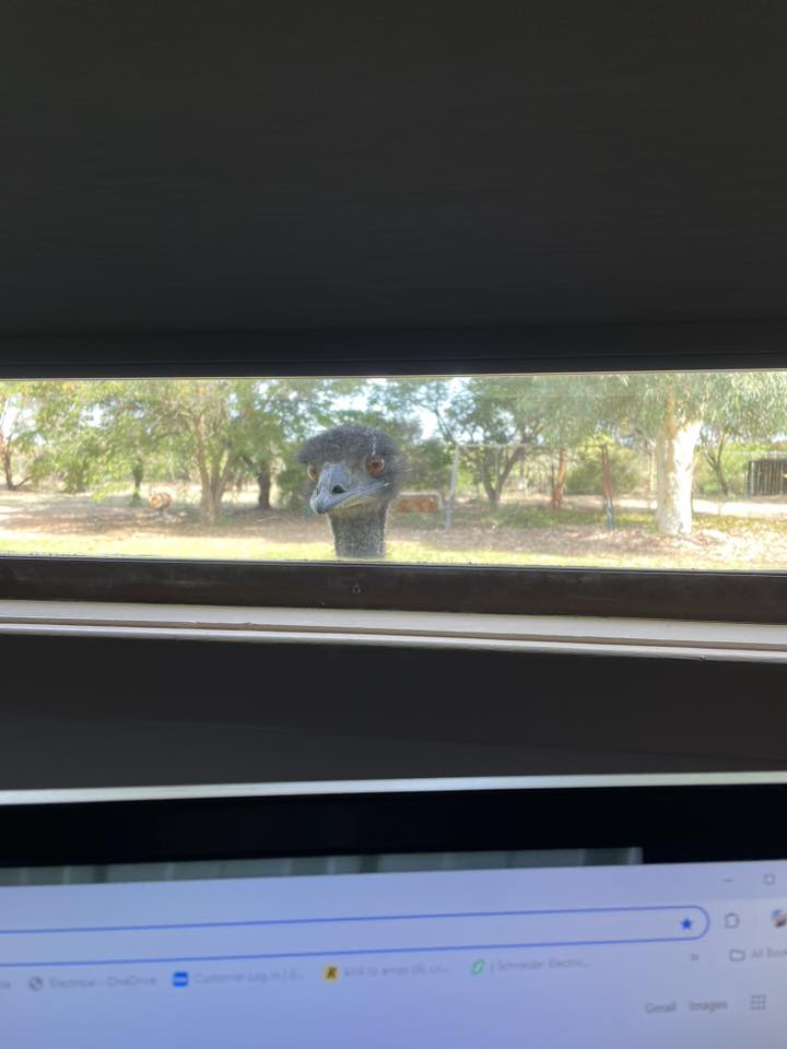 How far our pets have come post image