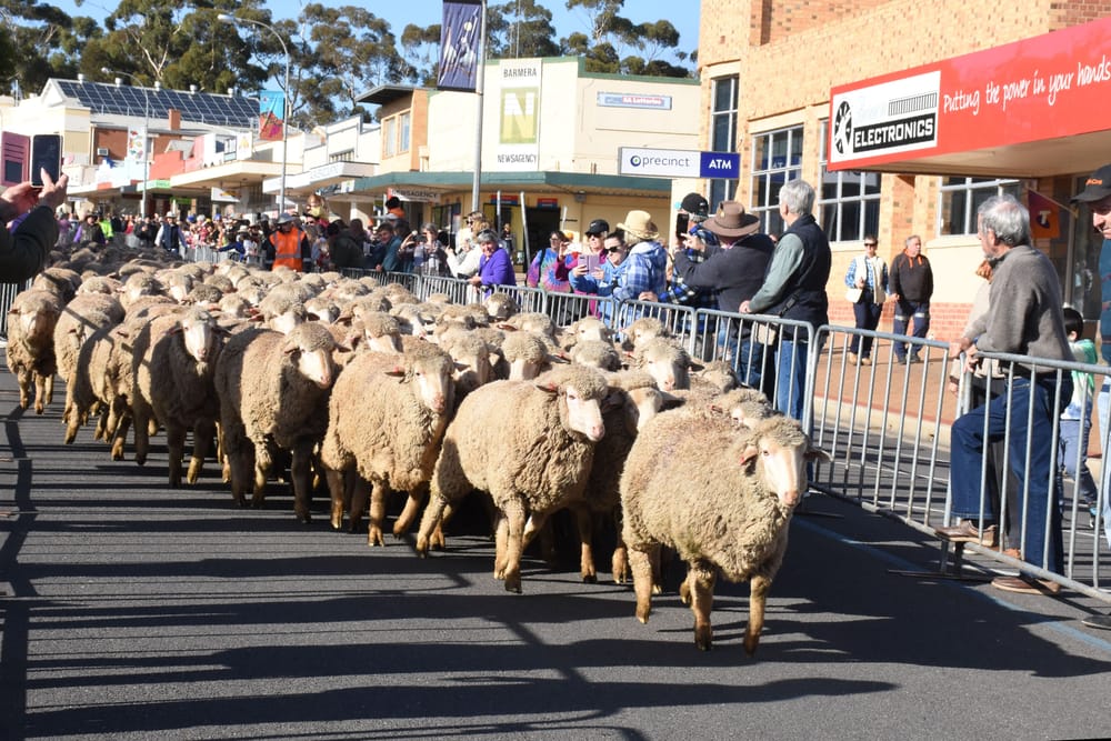 Woolly good turnout on Baa-well Ave post image
