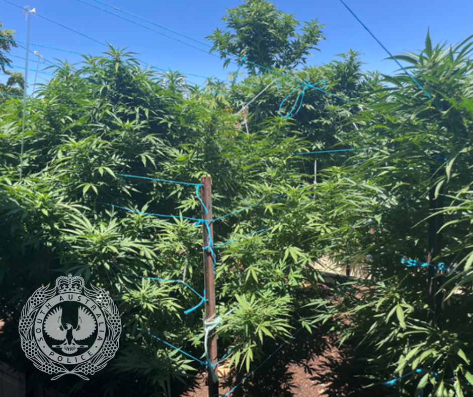 Drug enforcement operations in the Riverland post image