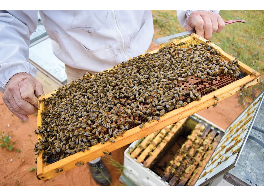 Varroa mite ‘huge threat’ to almonds post image