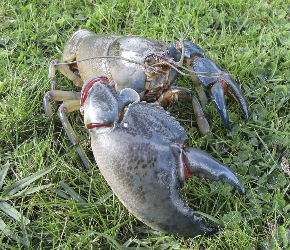 Yabbies, crayfish in spotlight tomorrow post image