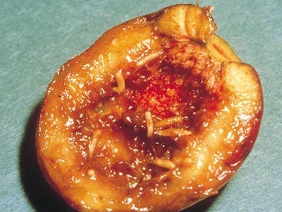 Two more Monash outbreaks prompt a warning on apricots post image