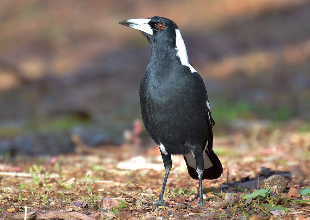 Bird swooping: know what to expect this spring post image