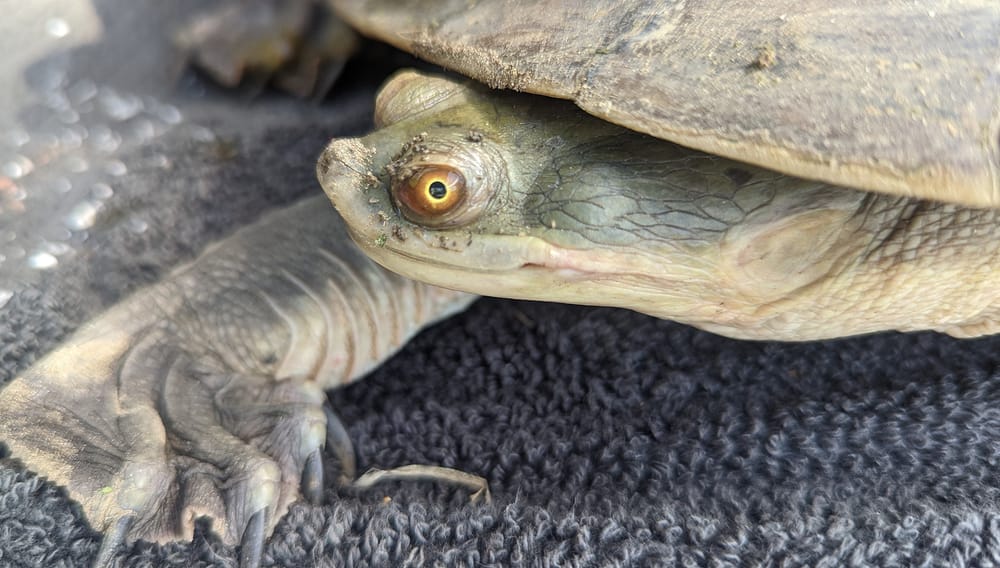 Work, advice…and turtles at the Field Days post image
