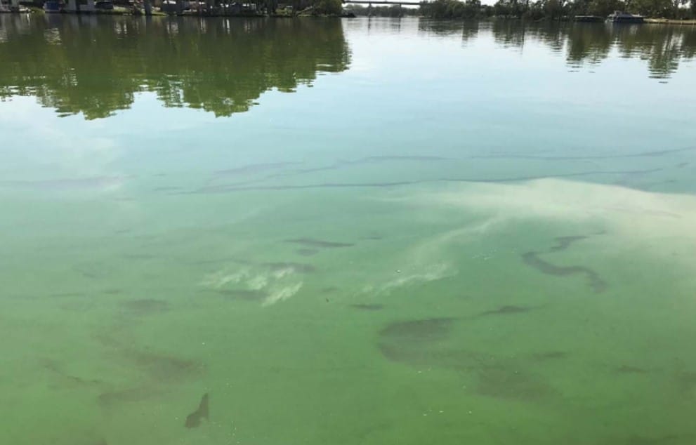 NSW blue-green algae sludge headed our way post image