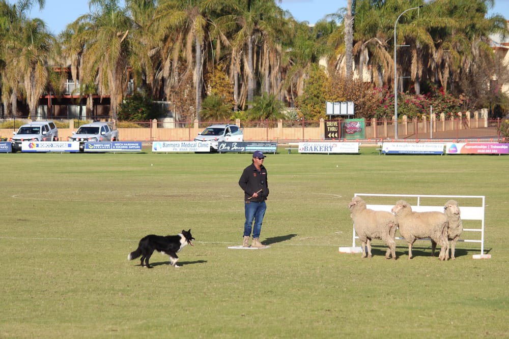 A woolly good weekend in Barmera post image
