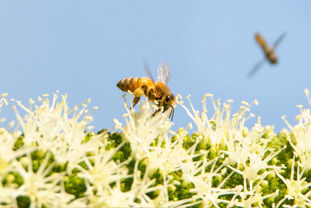‘Every measure’ needed for varroa response post image