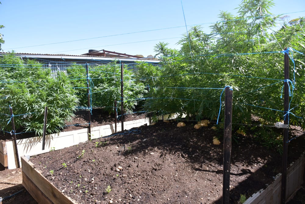 Riverlanders charged over drugs and weapons post image