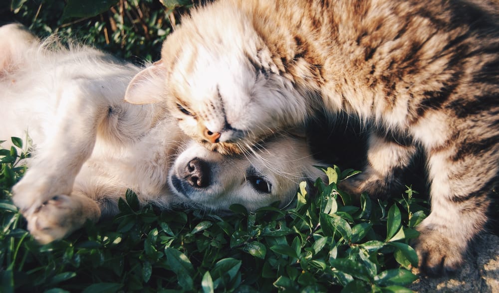 Think your pet is Picture Perfect? post image