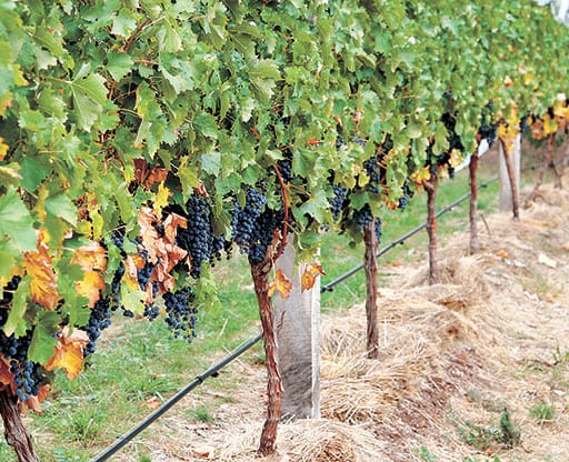 Iconic winemaker’s local sympathy post image