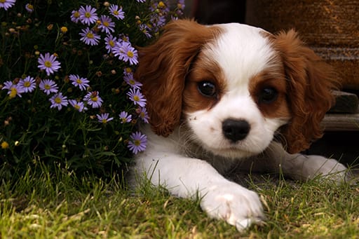 Local loses in puppy scam post image