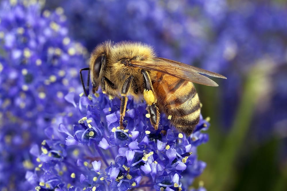 Funding initiative promoting more bee-friendly trees in the Riverland post image