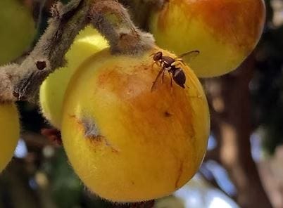 A cut above: winter pruning can stop fruit fly before it starts post image