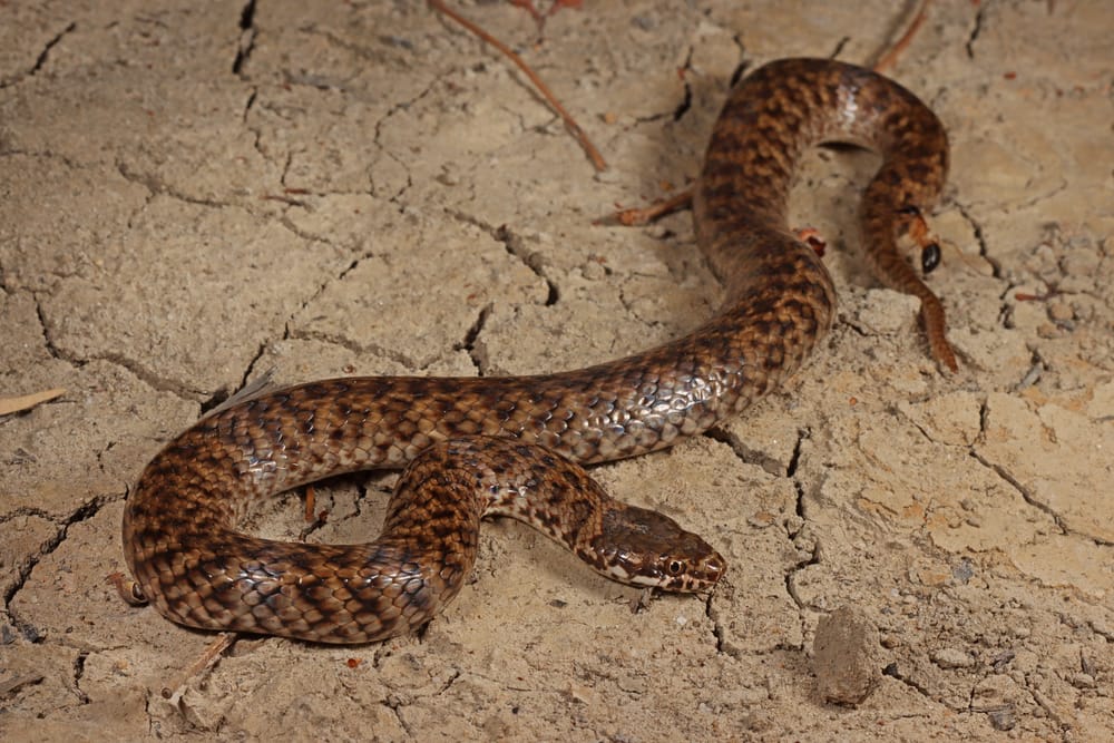 Venomous snake drops into the Riverland post image