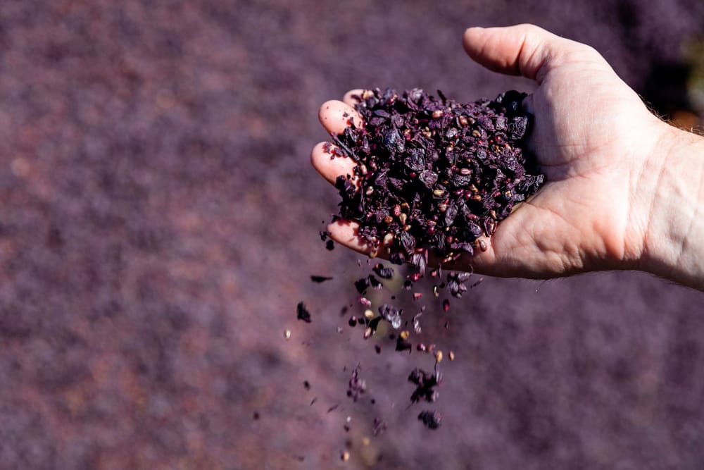 Labor defends its SA wine industry support post image