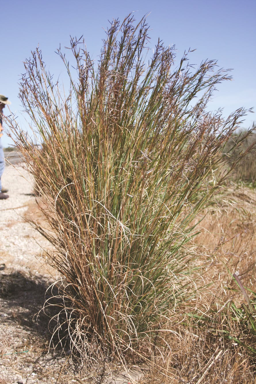 Landscape Board winning local fight against invasive grass species post image