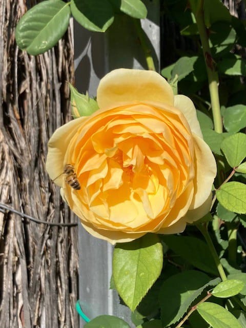 Who will be our Riverland Rose? post image