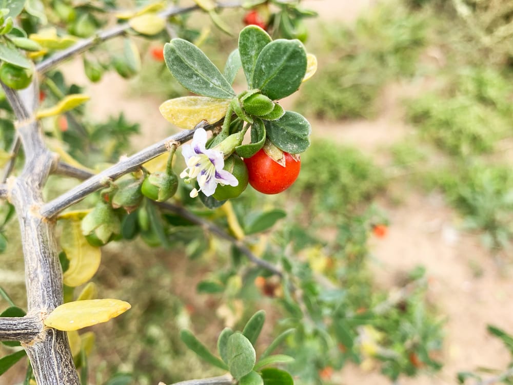 Spotlight on controlling African boxthorn weed post image