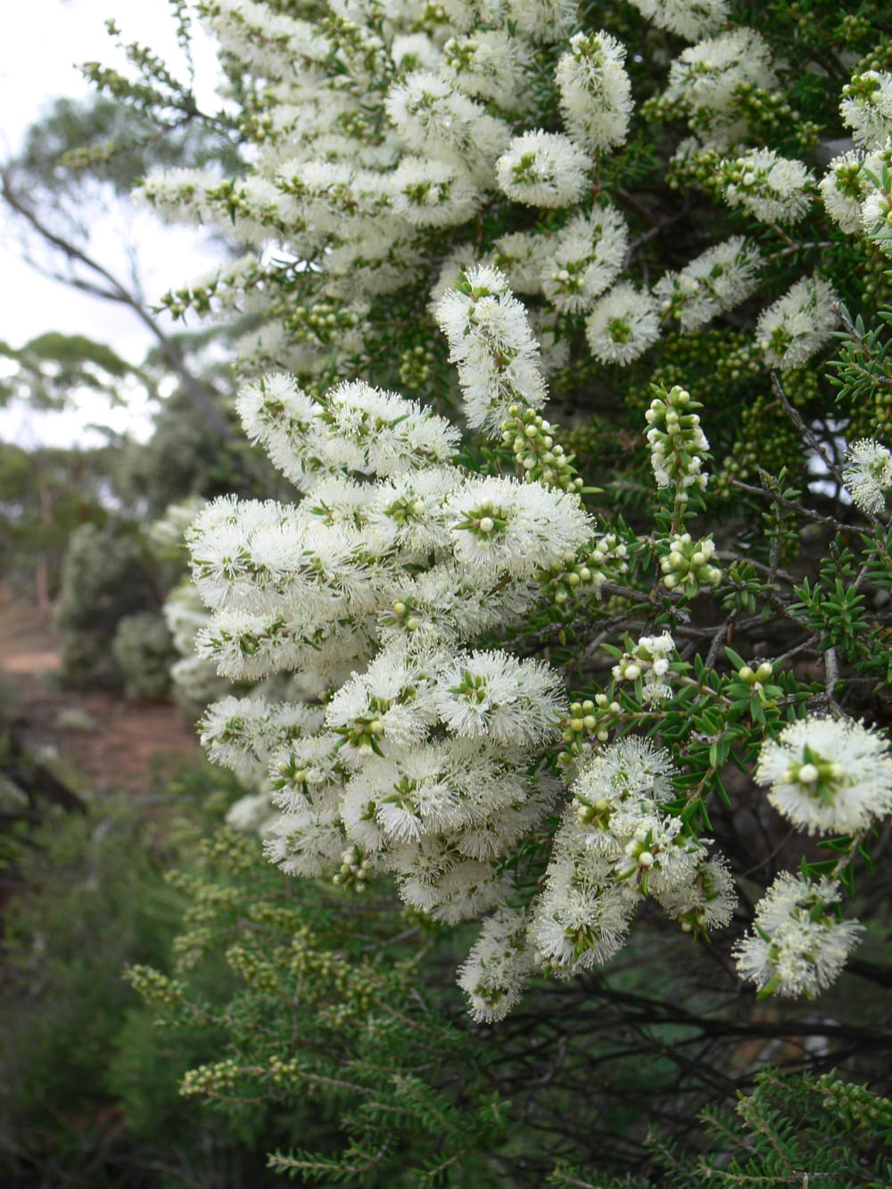 Trees For Life tree scheme orders now open post image