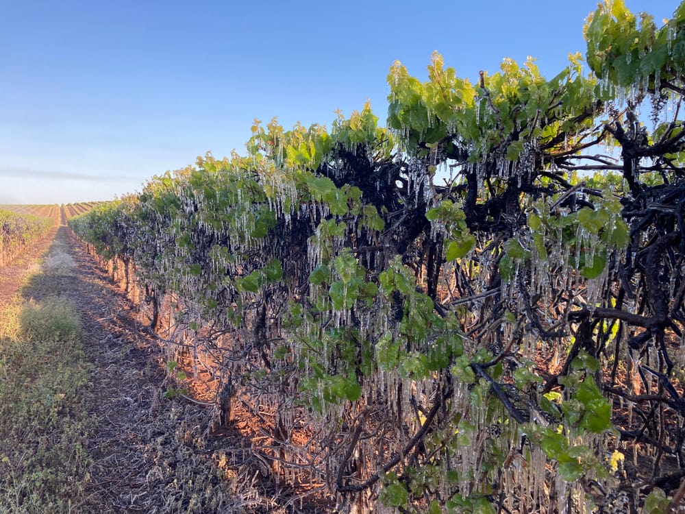 Local politicians say satellite mapping plan for frost damage is… ‘Missing the mark’ post image