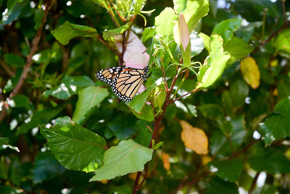Butterflies find home in ‘magical’ Renmark garden post image