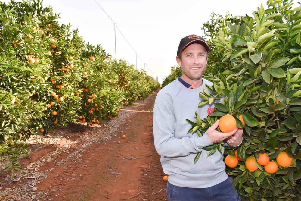 Citrus investment’s net result post image
