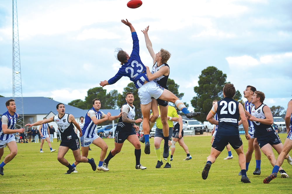 Panthers put down the Dogs post image