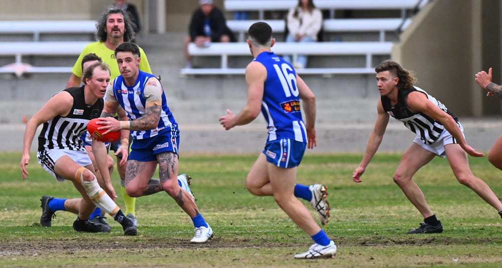 Magpie wings clipped in Renmark rout post image
