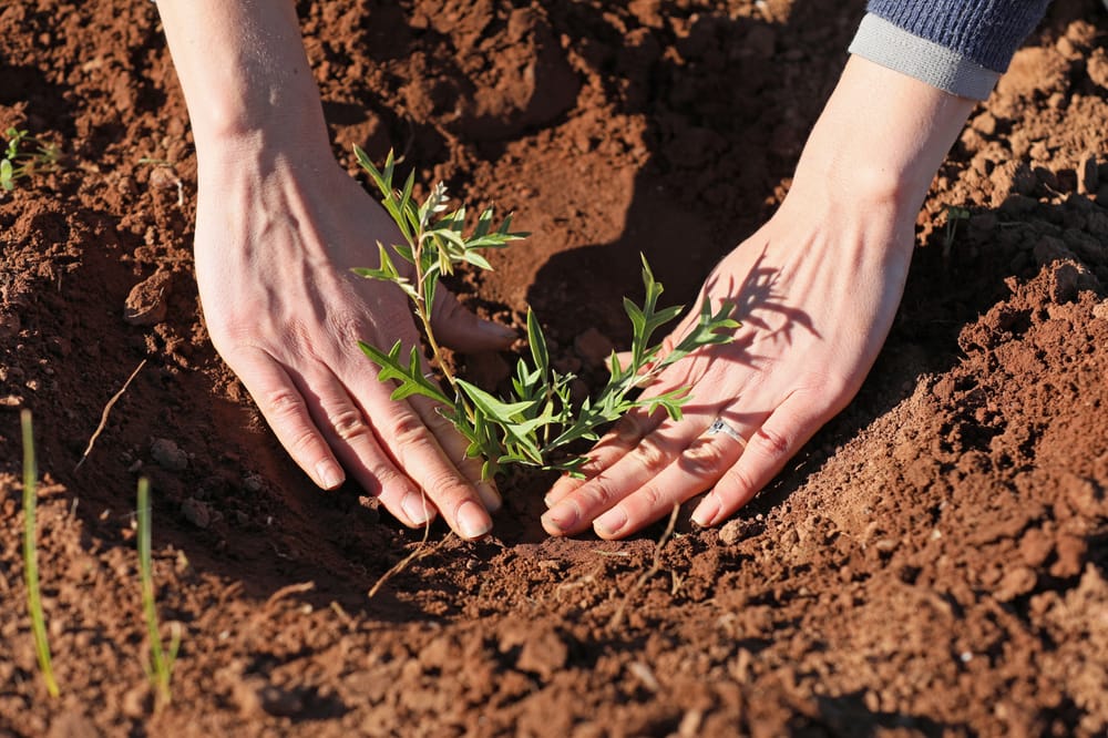 Grants program boosts enviro groups post image