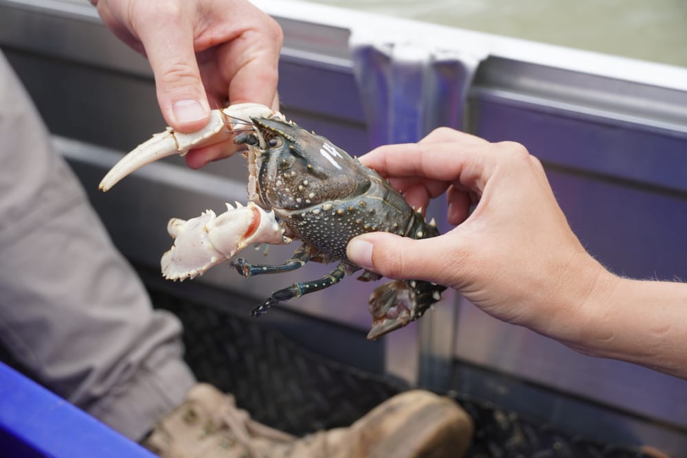 Baby Murray crayfish released into Murray River post image