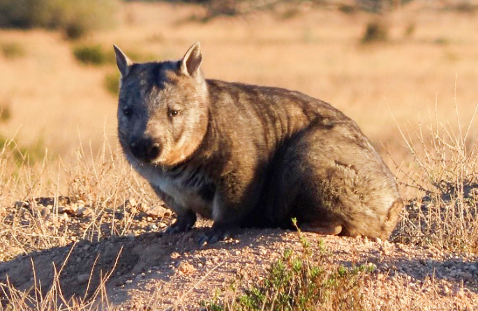 Improved outlook for wombats out west post image