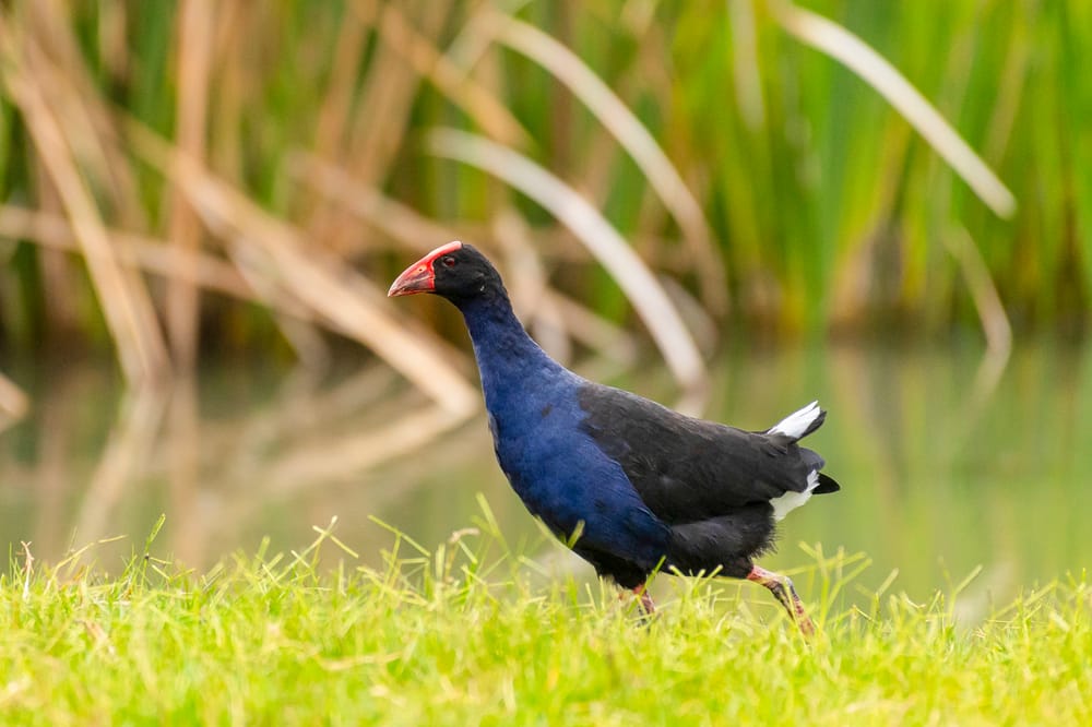 Bird’s the word this Saturday post image