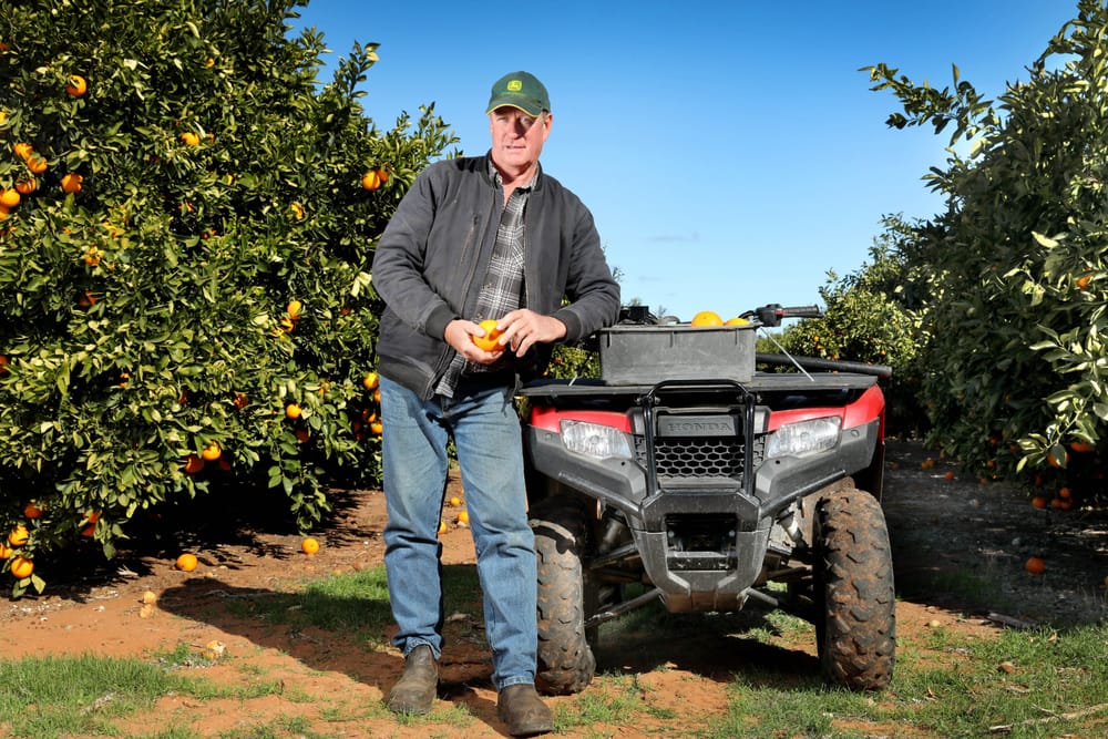Pause the plan, says citrus industry figure post image