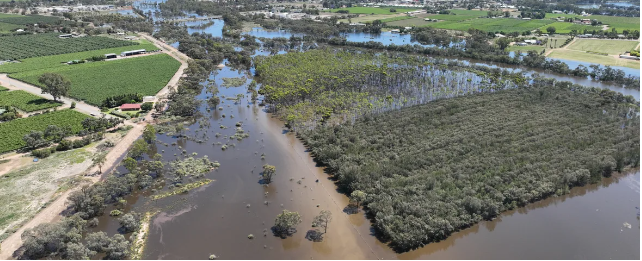 Native plants for flood recovery post image