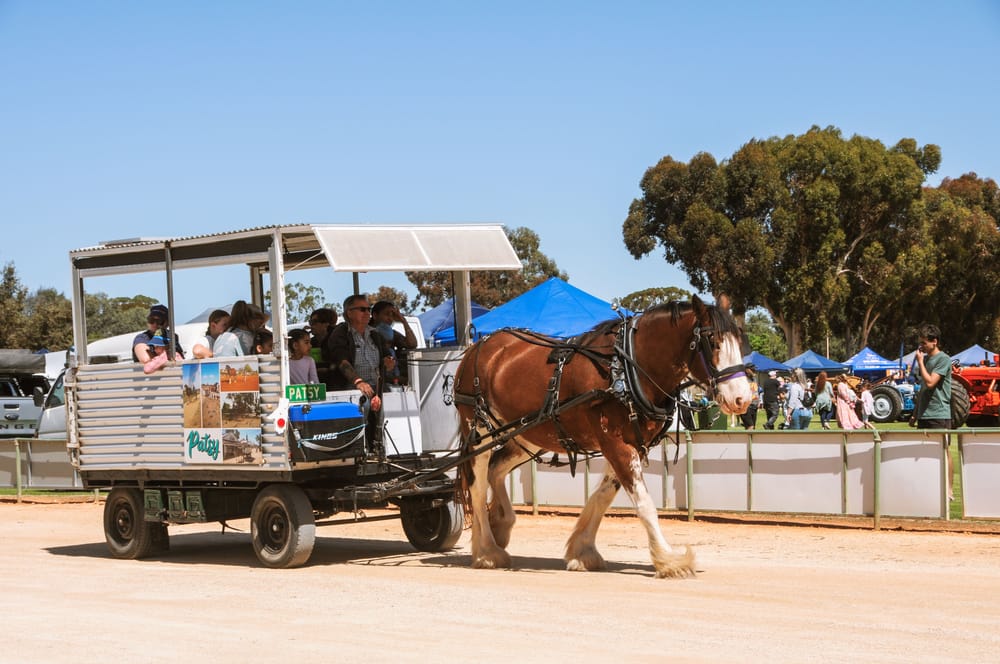The show is on at Loxton post image
