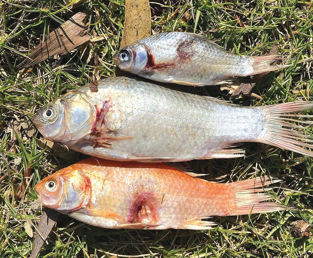 Investigations into possible fish diseases post image