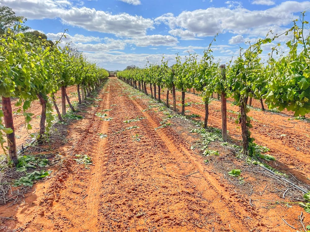 Industry program to prepare Riverland grape growers for future drought post image