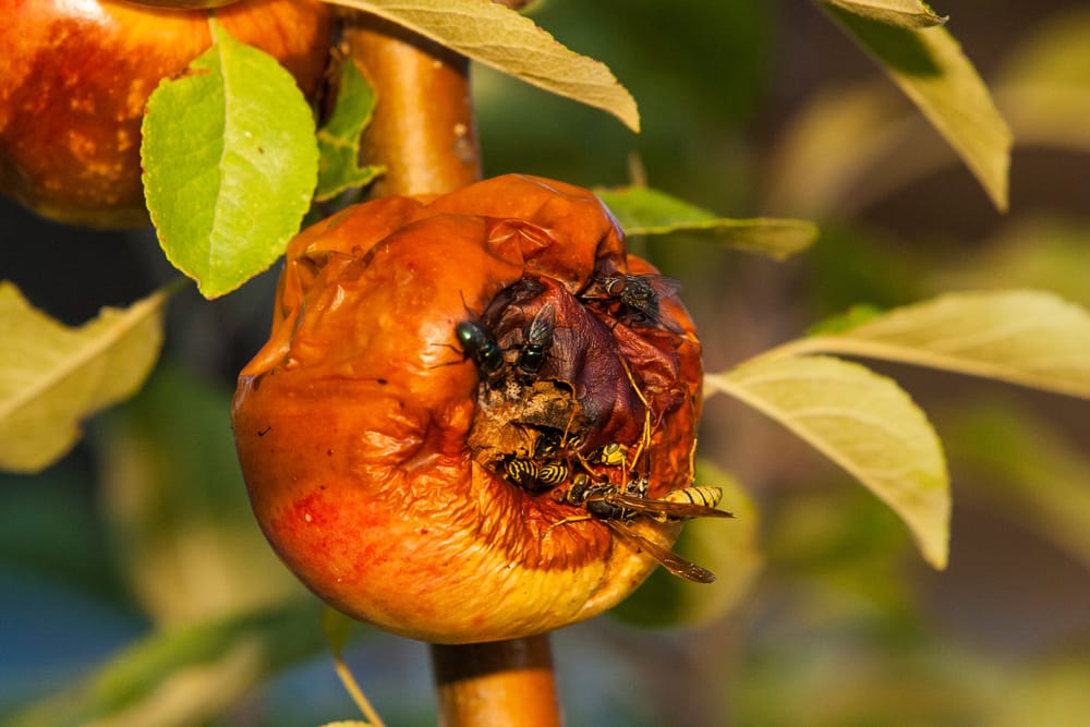 Fruit fly battle to rage into November post image