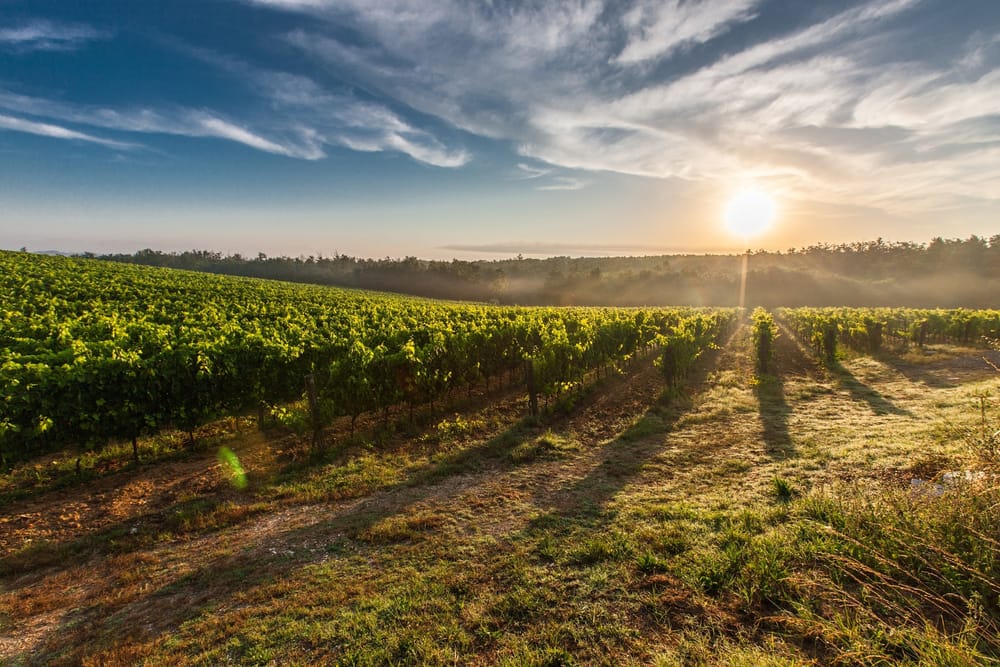 Let down?: Grape growers anxious and facing financial uncertainty post image