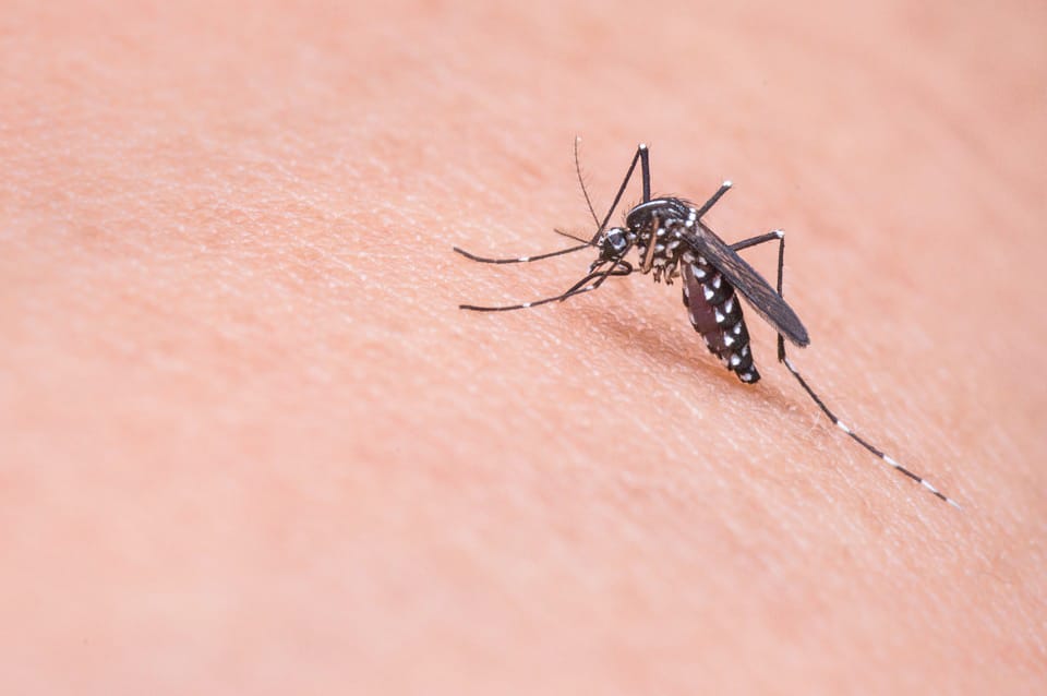 Expanding eligibility for mosquito virus jab post image