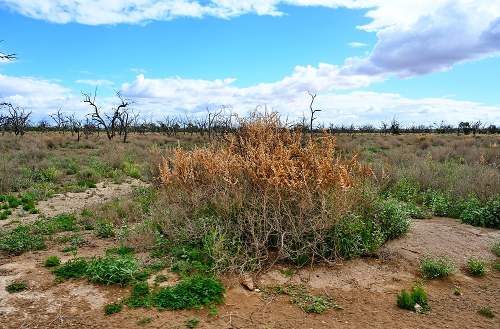 Seed support for flood-affected landholders post image