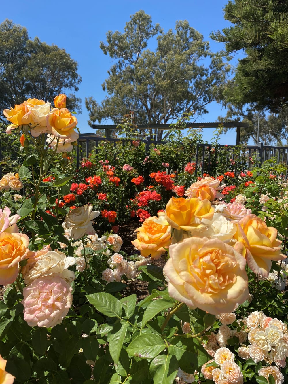 Riverland Rose & Garden Festival - Open Gardens post image